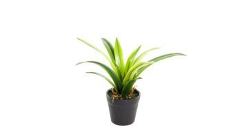Coolplant Kunstplant Mini Maguey Agave