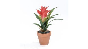 ​Coolplant Kunstplant Guzmania Rood 18 cm