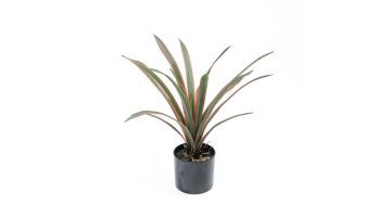 Coolplant Kunstplant Dracaena Marginata