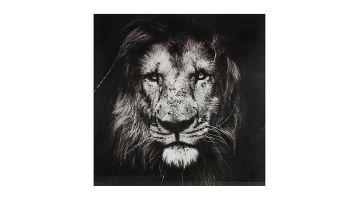 Pronto Wonen Schilderij Leeuw Musafa Zwart S