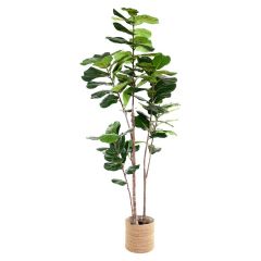 Coolplant Kunstplant Ficus Lyrata 240 cm